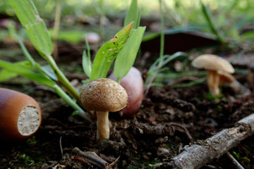 キノコとドングリ