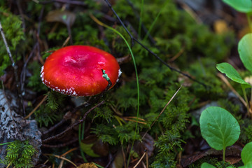 Toadstool Mushroom in a Northern European Forest