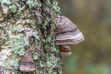 Mushroom Growing on a Tree in a Forest in Northern Europe