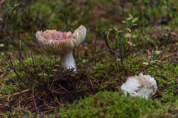 Mushrooms Growing in a Deep Green Forest in Northern Europe