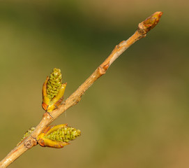 twig with opening buds in spring