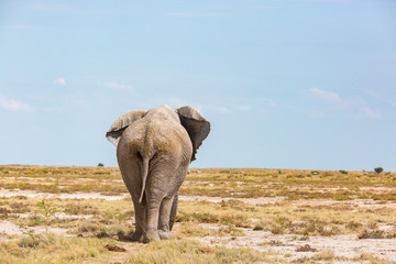 Back view of an elephant walking through a barren and vast landscape, Etosha, Namibia, Africa