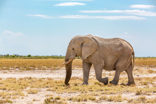 Side view of an elephant walking through a barren landscape, Etosha, Namibia, Africa