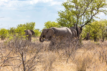 A group of elephants grassing under some trees, Etosha, Namibia, Africa