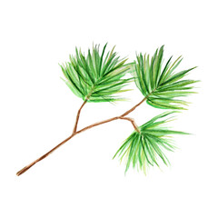Watercolor Christmas pine tree branches. Hand painted texture with fir needle natural elements isolated on white background. Illustration concept for invitations, Christmas greeting cards