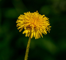 dandelion on dark green background