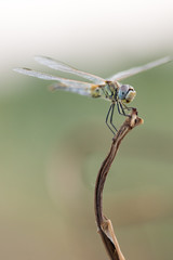 dragonfly in its habitat photo made with macro