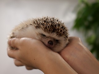 hedgehog in hands