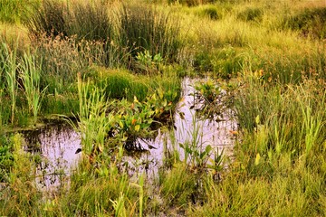 beautiful swamp