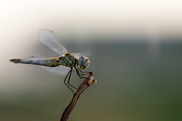 dragonfly in its habitat photo made with macro