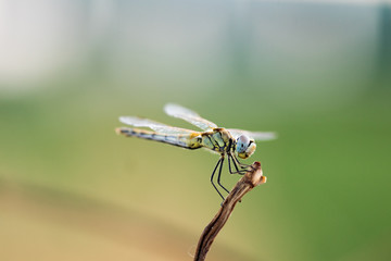 dragonfly in its habitat photo made with macro
