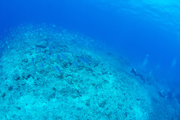 パラオ_ペリリュー_スキューバダイビング