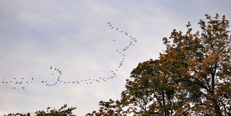 autumnal treetops in the park with the first birds that move into the winter quarter