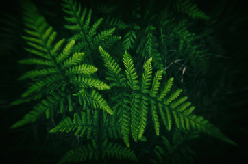 Fototapeta na wymiar FERN - Spring green in the forest floor