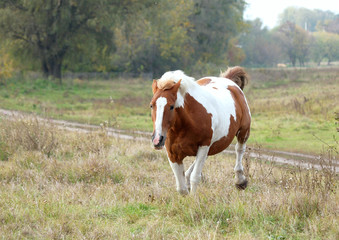 The beautiful pinto mare gallops  on a autumn meadow