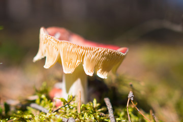 Muchomor grzyb © Marek