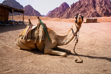 Camel resting in the desert on the sun