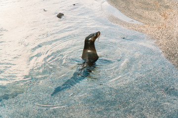 Sea lion seal in water. Animal in beach ocean. Natural wildlife shot in San Cristobal, Galapagos. Seals resting on rocks with ocean sea background. Wild animal in nature. Close up with copyspace.