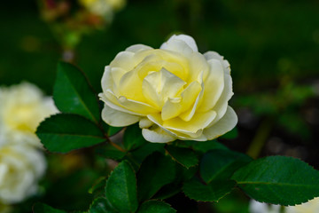 ゴールデンボーダー