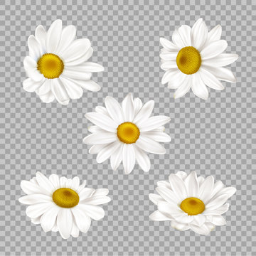 Chamomile set, realistic camomile flower buds isolated on transparent background. Summer or spring blossoms with white petals and yellow center, daisy design elements 3d vector illustration, clip art