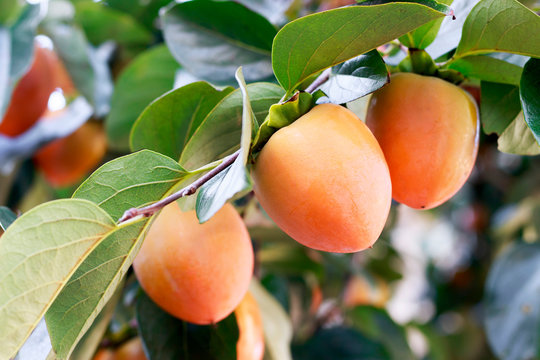 Persimmons fruit on tree close up. Agriculture and harvesting concept.