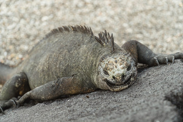 Galapagos Iguana lizard. Hundreds of wildlife. Group of of beautiful marine IGUANA reptiles crawling resting on rocks. Natural wildlife shot in Isabela, San Cristobal, Galapagos Islands. Wild animals