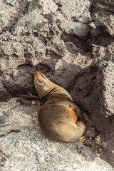 Cute sleeping sea lion seal. Natural wildlife shot in San Cristobal, Galapagos. Seals resting on rocks with ocean sea background. Wild animal in nature. Close up with copyspace.