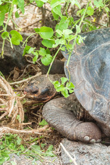 Large Tortoise turtle. Green Galapagos wildlife. Close up of turtle head and shell. Hiding head. Natural wildlife shot in Isabela, San Cristobal, Galapagos Islands. Wild animals in nature. Brown and g