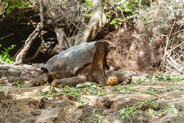 Large Tortoise turtle. Green Galapagos wildlife. Close up of turtle head and shell. Hiding head. Natural wildlife shot in Isabela, San Cristobal, Galapagos Islands. Wild animals in nature. Brown and g