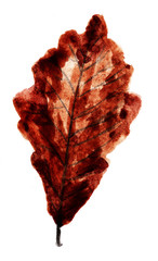 red leaf on white background