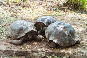 Obraz premium Large Tortoise turtle. Green Galapagos wildlife. Close up of turtle head and shell. Hiding head. Natural wildlife shot in Isabela, San Cristobal, Galapagos Islands. Wild animals in nature. Brown and g