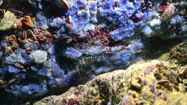 Shrimp Palaemon elegans crawls along the blue sea sponges on the coastal cliffs in Bulgaria.