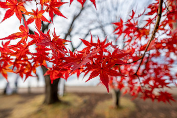 Beautiful red maple leaves in autumn , Japanese garden landscape