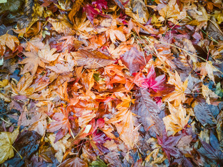 Maple leaves on the ground