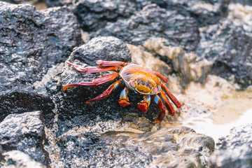 Colorful Crab Red Sally Fish close up. Natural wildlife shot in San Cristobal, Galapagos. Crabs resting on rocks with ocean sea background.  BeautifulWild animal in nature. Close up with copyspace.