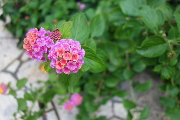 雨に濡れたランタナの花