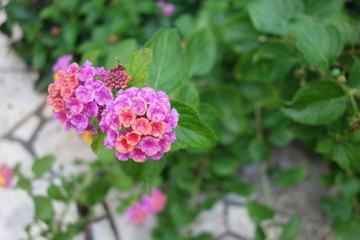 雨に濡れたランタナの花