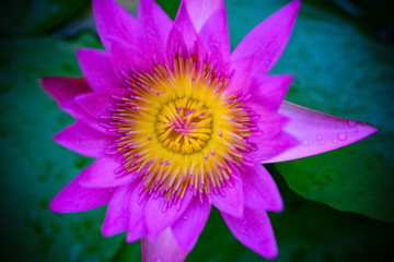 Obraz premium beautiful lilac and yellow water lily on the pond