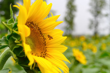honey bee collecting pollen on a blooming sunflower