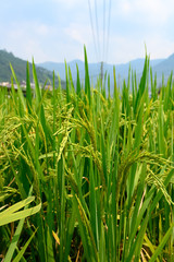fresh green paddy on the field vertical composition