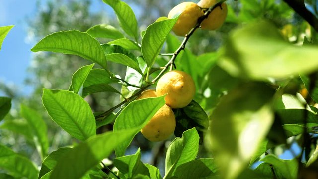 Juicy yellow lemons hanging on branches of a lemon tree. Greece. 4K
