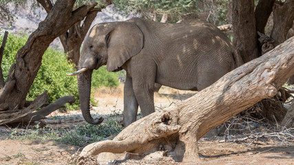 Desert elephant in the bed of the Hoanib River, Namibia
