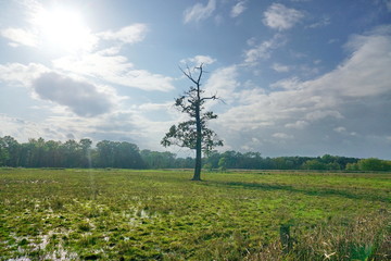 Fototapeta na wymiar Baum im Herbst allein auf Salzwiese