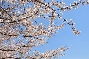 Obraz premium Cherry blossom in spring season