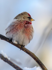 Common Redpoll on a winter day