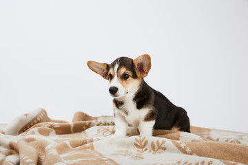 cute welsh corgi puppy on blanket isolated on white