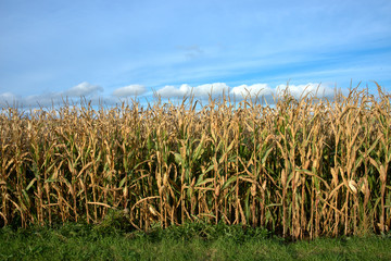 dry corn field before harvest