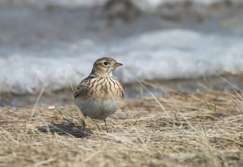 Skylark in the spring stands on last year's dry grass