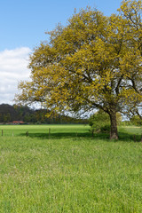 Stieleiche im Herbstkleid