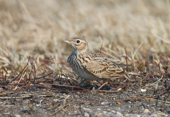 Skylark in the spring stands on last year's dry grass